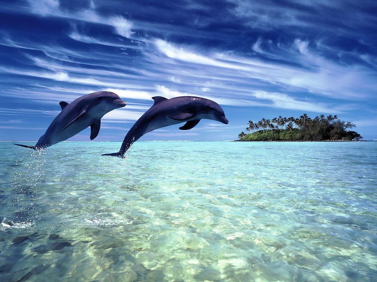 Live dolphin screensavers free